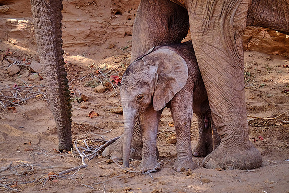 Desert elephants,  Damaraland, northwest Namibia