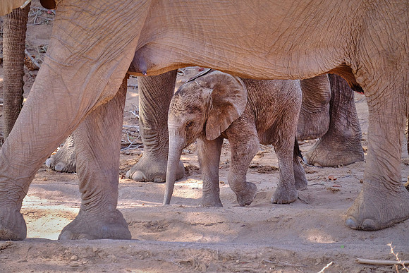 Desert elephants,  Damaraland, northwest Namibia