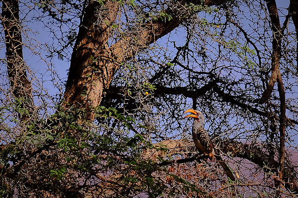 Red-billed hornbill,  Damaraland, northwest Namibia
