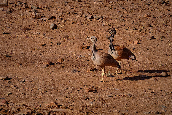 Karoo Korhaan,  Damaraland, northwest Namibia