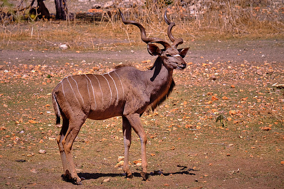 Greater kudu,  Damaraland, northwest Namibia