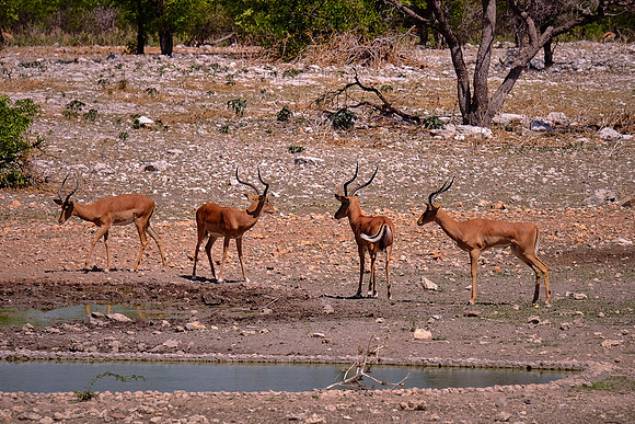 Springbok,  Damaraland, northwest Namibia
