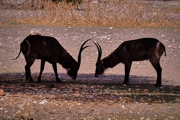 Waterbuck standoff,  Damaraland, northwest Namibia