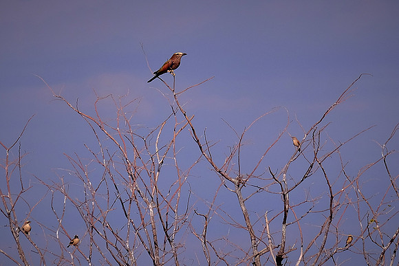Purple roller,  Damaraland, northwest Namibia
