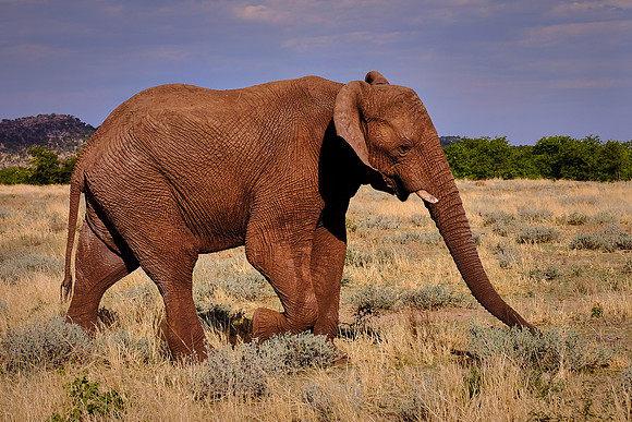 African elephant,  Damaraland, northwest Namibia