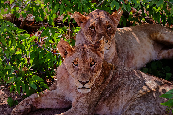 African lion,  Damaraland, northwest Namibia