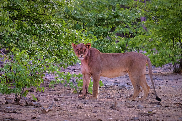 African lion,  Damaraland, northwest Namibia