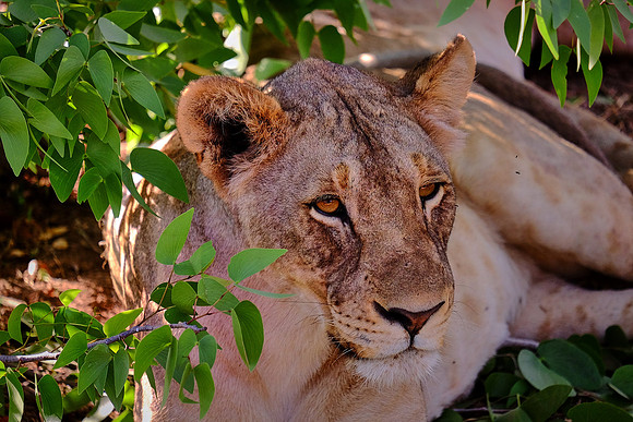 African lion,  Damaraland, northwest Namibia