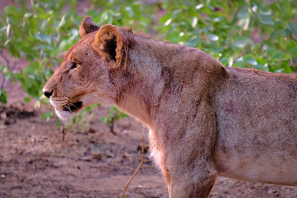 African lion,  Damaraland, northwest Namibia