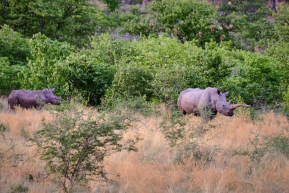White rhinoceros,  Damaraland, northwest Namibia