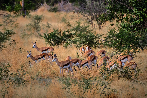 Springbok,  Damaraland, northwest Namibia