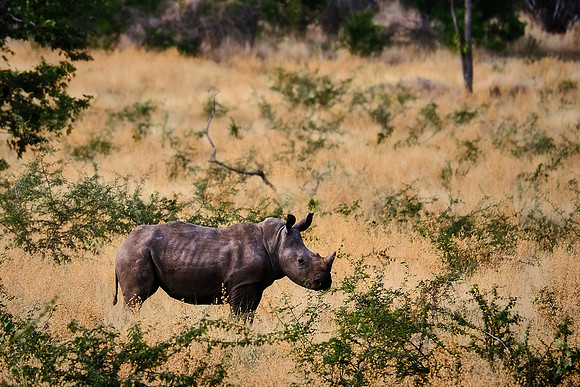 Black rhinoceros,  Damaraland, northwest Namibia