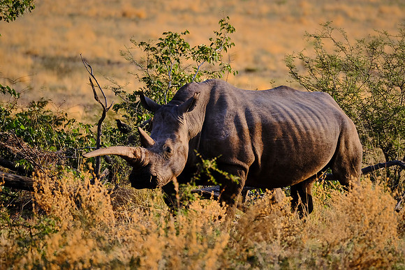 White rhinoceros,  Damaraland, northwest Namibia