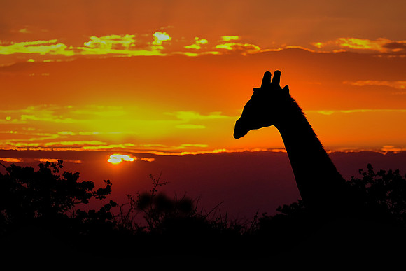 Giraffe at sunset,  Damaraland, northwest Namibia