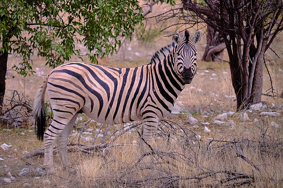 Plains zebra — Etosha National Park, northwest Namibia