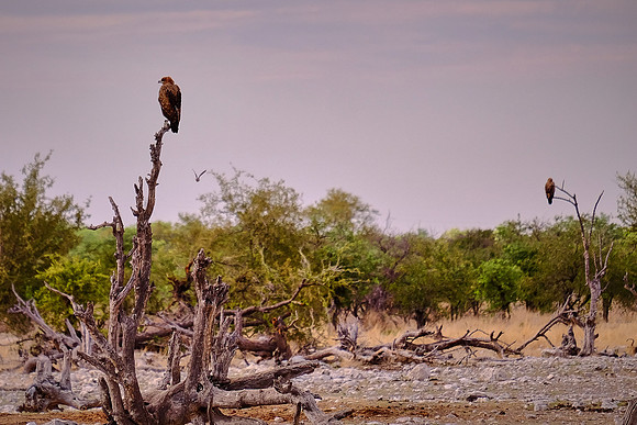 Tawny eagles — Etosha National Park, northwest Namibia