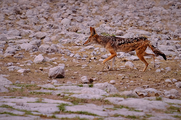 Blackbacked jackal — Etosha National Park, northwest Namibia