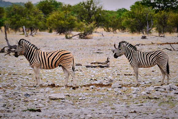 Plains zebra — Etosha National Park, northwest Namibia