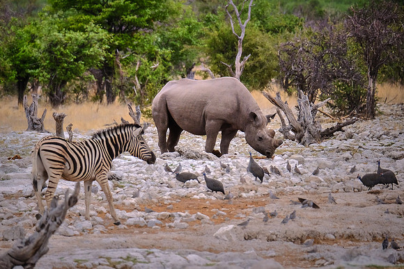 Plains zebra, black rhinoceros, & helmeted guineafowl — Etosha National Park, northwest Namibia
