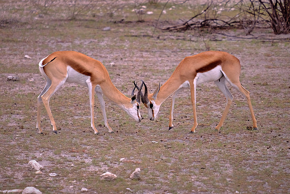 Springbok — Etosha National Park, northwest Namibia