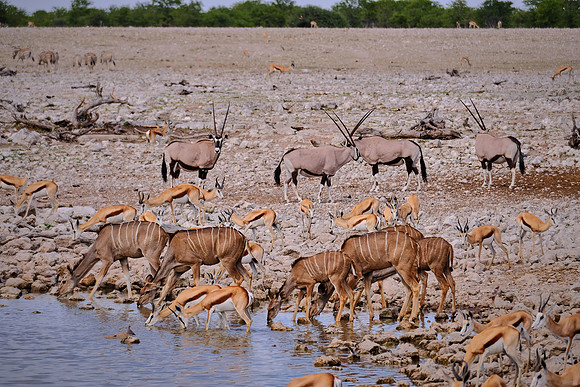 Oryx, springbok, & kudu — Etosha National Park, northwest Namibia