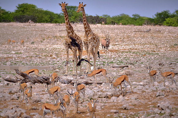 Oryx, giraffe, & springbok — Etosha National Park, northwest Namibia