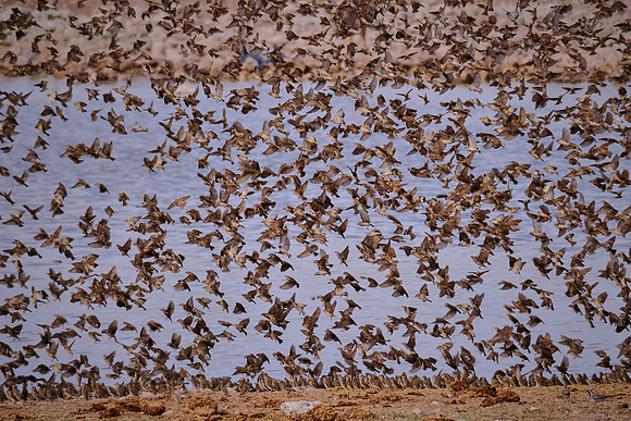 Red-billed quelea swarm — Etosha National Park, northwest Namibia