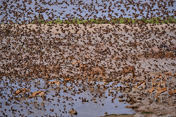 Red-billed quelea swarm — Etosha National Park, northwest Namibia