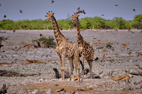 Giraffe & springbok — Etosha National Park, northwest Namibia