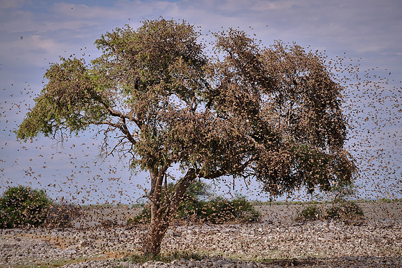 Red-billed quelea swarm — Etosha National Park, northwest Namia