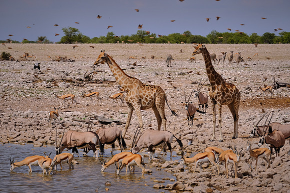 Oryx, giraffe, & springbok — Etosha National Park, northwest Namibia