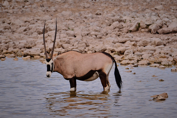 Oryx — Etosha National Park, northwest Namibia