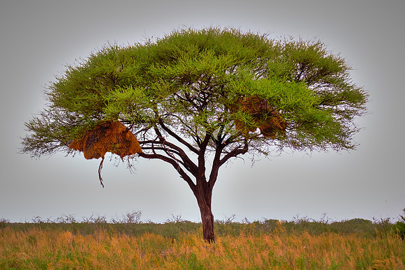 Two weaver bird nests — Etosha National Park, northwest Namibi