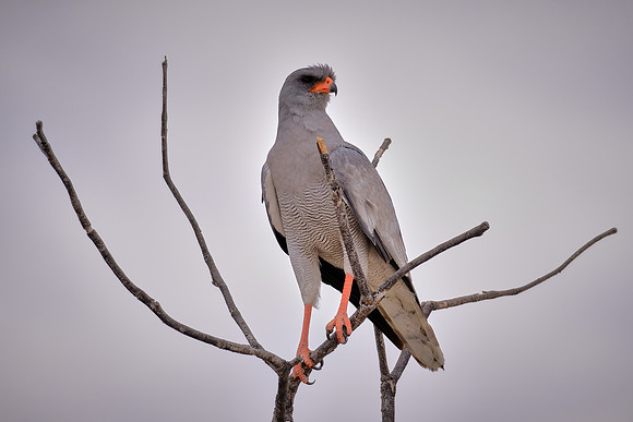 Southern pale chanting goshawk — Etosha National Park, northwest Namibia