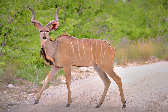 Kudu — Etosha National Park, northwest Namibia
