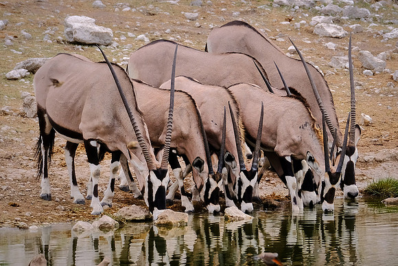 Oryx — Etosha National Park, northwest Namibia