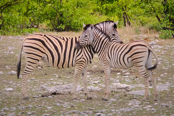 Plains zebra — Etosha National Park, northwest Namibia