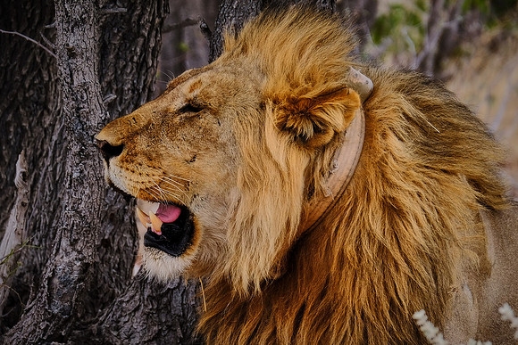 African lion — Etosha National Park, northwest Namibia