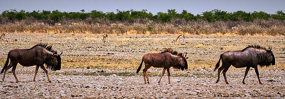 Blue wildebeest — Etosha National Park, northwest Namibia