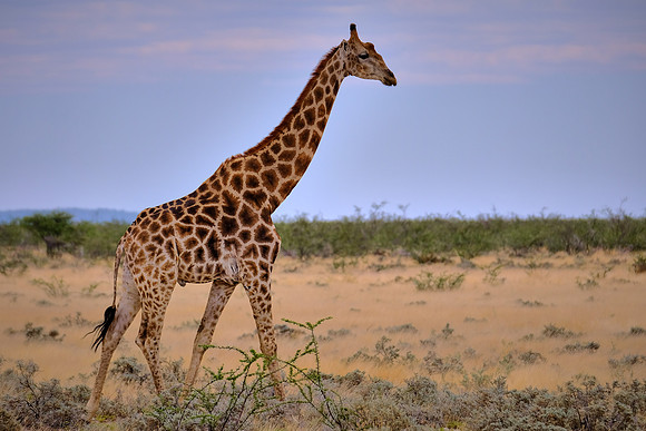 Giraffe — Etosha National Park, northwest Namibia