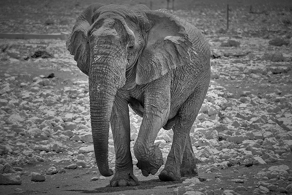 African elephant — Etosha National Park, northwest Namibia