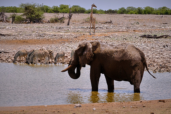 African elephant, plains zebra, & giraffe  — Etosha National Park, northwest Namibia