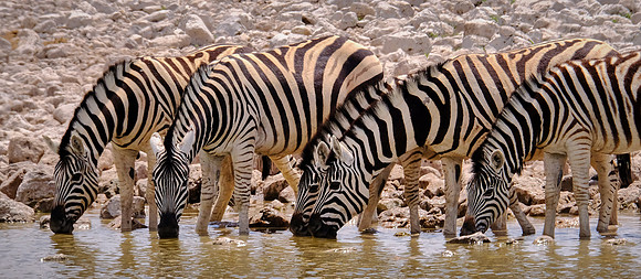 Plains zebra — Etosha National Park, northwest Namibia