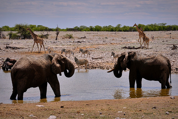African elephant, plains zebra, & giraffe  — Etosha National Park, northwest Namibia