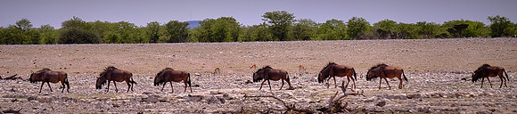 Blue wildebeest — Etosha National Park, northwest Namibia