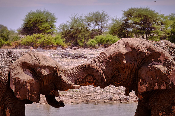 African elephant — Etosha National Park, northwest Namibia