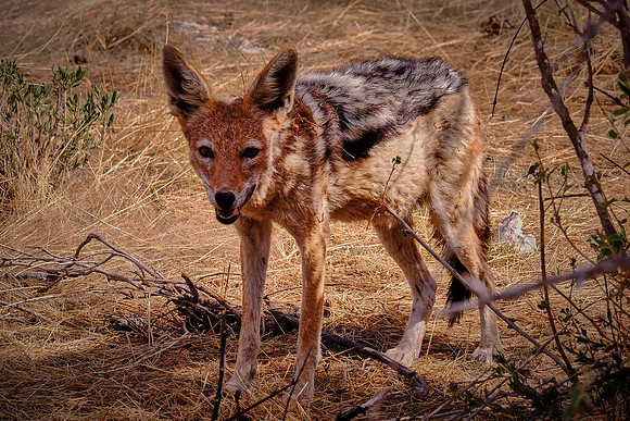 Blackbacked jackal — Etosha National Park, northwest Namibia