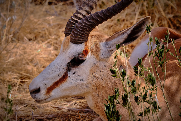 Springbok — Etosha National Park, northwest Namibia