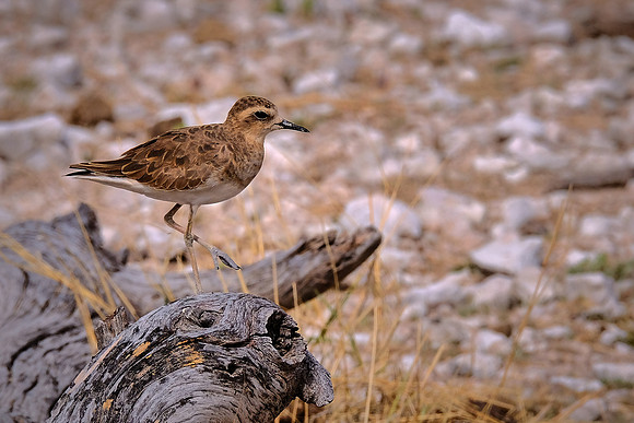 Maybe a new plover or maybe a dirty Pacific golden plover — Etosha National Park, northwest Namibia