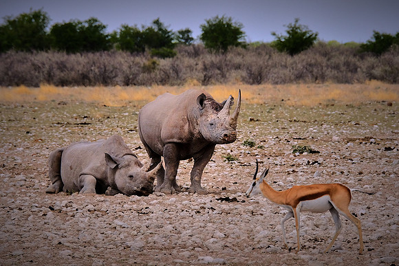 White rhinoceros & springbok— Etosha National Park, northwest Namibia